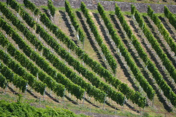 winegrowing on the mosel in germany vintner profession