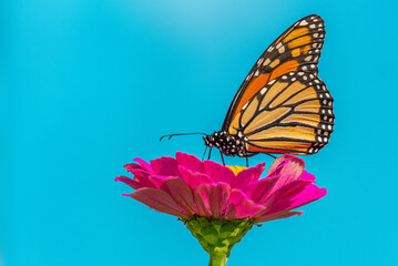 Monarch butterfly perched on hot pink zinnia flower with blue background