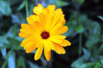 yellow flower with water drops