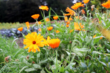 yellow flowers in the grass