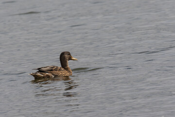 A female duck swimming in water with sunlight in backlit