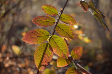 Yellow leaves of plant in autumn park in sunlight