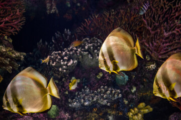 tropical fish in marine aquarium