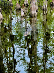 Alligator swimming in the shallow water in Big Cypress National Preserve.