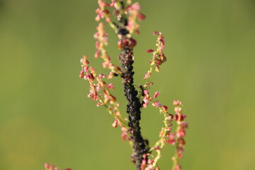 close up of a flower with ants