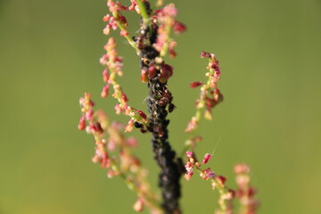 close up of a flower with ants