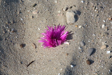 flower on the sand