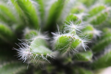 cactus makro