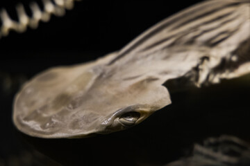 fossilized shark skeleton close up