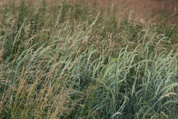 grass in a field