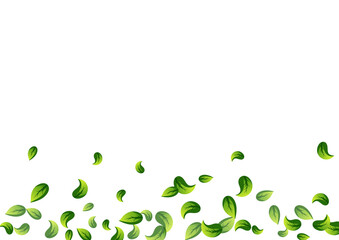 Olive Greens Tea Vector White Background Branch.