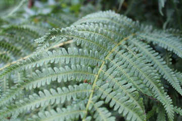 fern in the forest