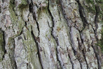 tree texture