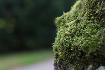 moss on tree