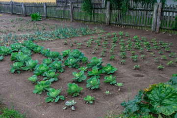 Fototapeta Ogród warzywny, kapusta obraz