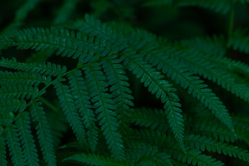 fern in a dark forest, common fern