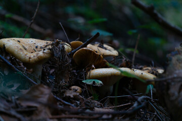 young red mushrooms in the forest, camelina mushroom, lactarius
