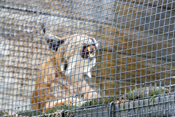 wild predatory cat. lynx in a cage. Focus on the cage
