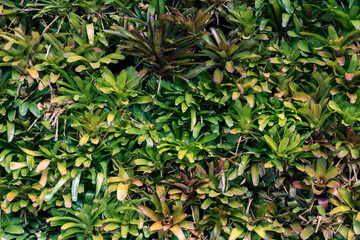 Tropical trees arranged in full background Or full wall There are leaves in different sizes, different colors, various sizes, many varieties. Another garden layout.as summer background with copy space