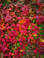 Beautiful bright autumn pattern of living leaves of different colors