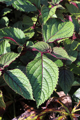 Common coleus leaves, Derbyshire England
