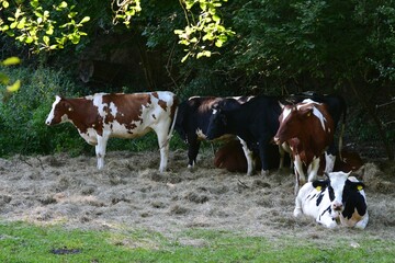 Fototapeta na wymiar Cows in a free range at rest while ruminating