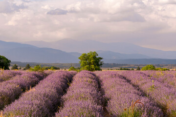 Stunning landscape with a lavender field in the foothills.