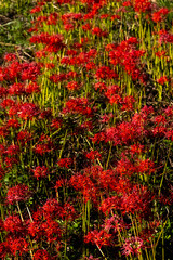 秋の赤い彼岸花の群生（縦構図）