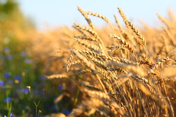 Obraz premium Golden field with ripe cereals