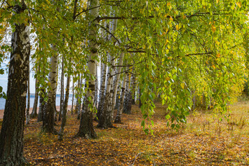 Birch grove on a sunny autumn day, panoramic landscape.