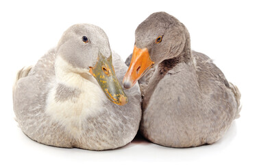 Gray duck and goose.