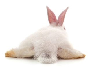 The back of a white rabbit.