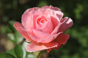 pink rose in garden