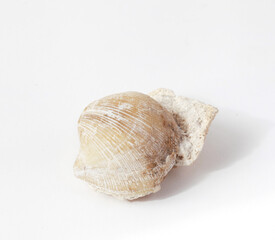 Brachiopod fossil of the Carboniferous period inside the limestone, about 270 million years ago.