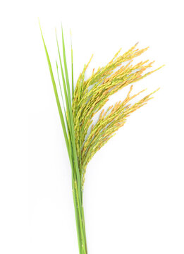 rice plant isolated on white background