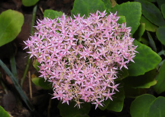 Purple and pink flowers blooming in the garden