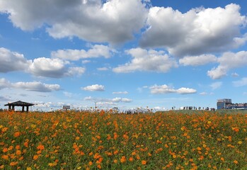 field of poppies