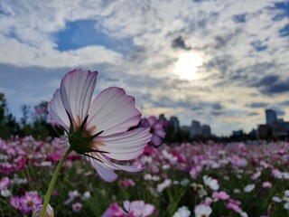 flowers in the field