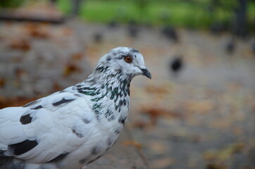 white dove in the grass