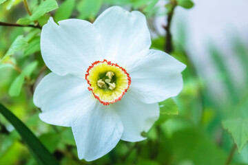 White flower. White flower petals. Close-up image of a flower