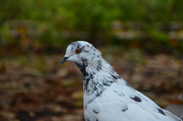 white pigeon in the park