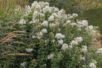 Phlox paniculata mount fiji, a herbaceous perennial producing brilliant white fragrant flowers
