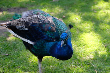 Beautiful peacock in close-up