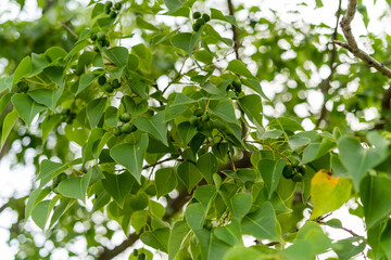 ナンキンハゼの実