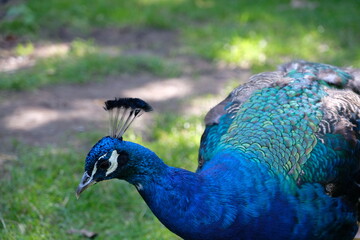 Obraz premium Beautiful peacock in close-up