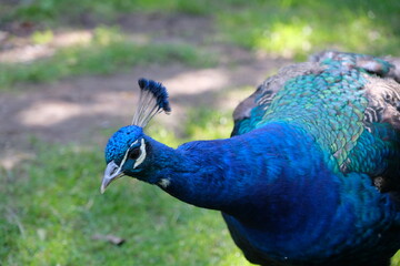 Fototapeta premium Beautiful peacock in close-up