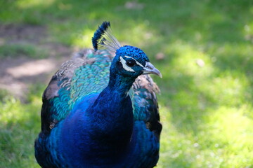 Beautiful peacock in close-up
