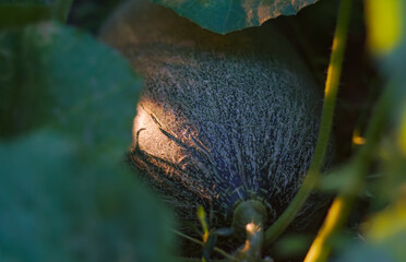 Melon plant buds and melons