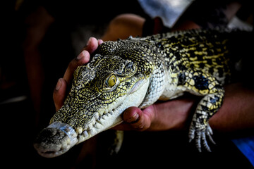 Life on Earth Through My Eyes.