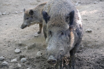 Big brown boar